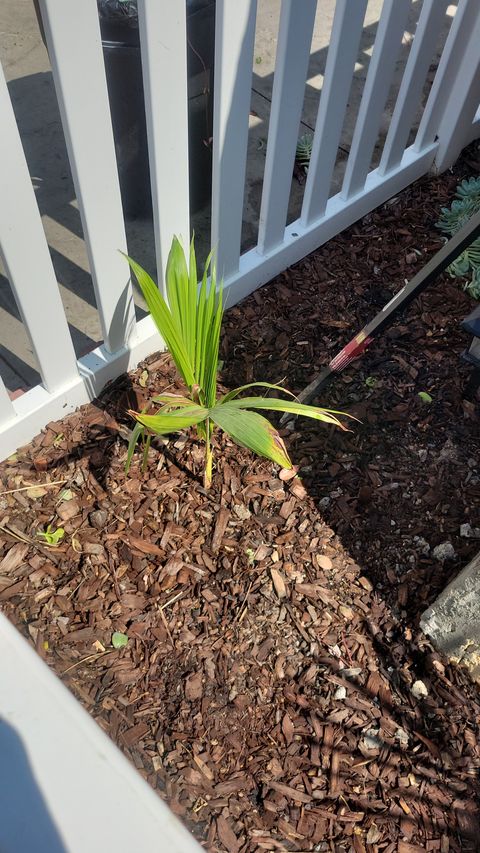Young palm seedling sprouting in the mulch bed by the fence