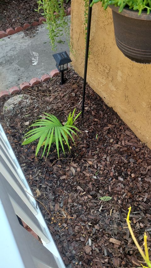 Young palm seedling near the garden path solar light