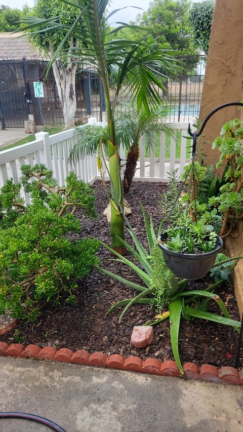 The same palm grown taller among succulents and aloe