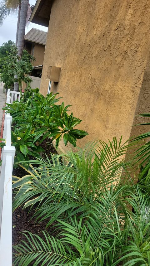 Mature palm fronds among the front yard plantings